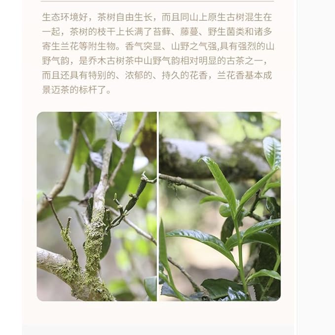 Pu-erh tea,2016,景邁 Jingmai,357g.Raw