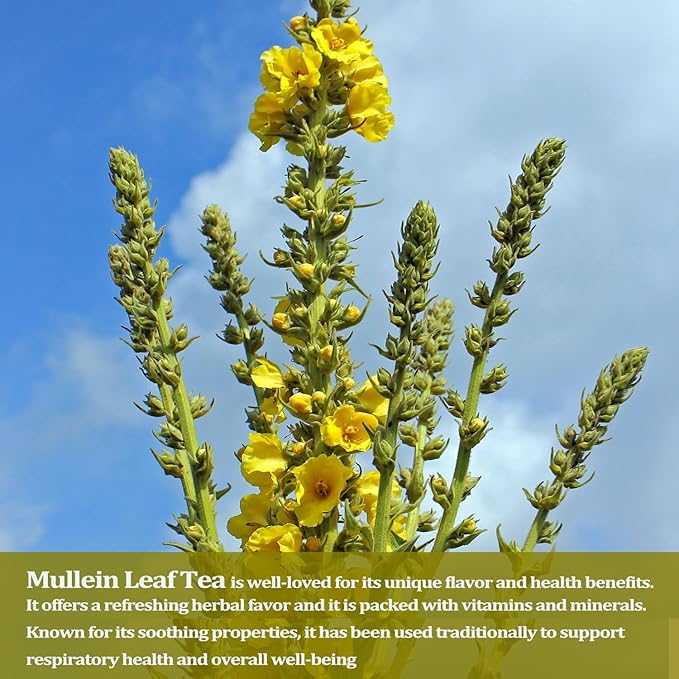 Mullein Leaf Tea, Mullein Leaf Tea Bags for Respiratory, Natural Mulleins Teas for Lung, Natural Herbal Teas, Caffeine-free, Sugar-free (Mullein Tea)