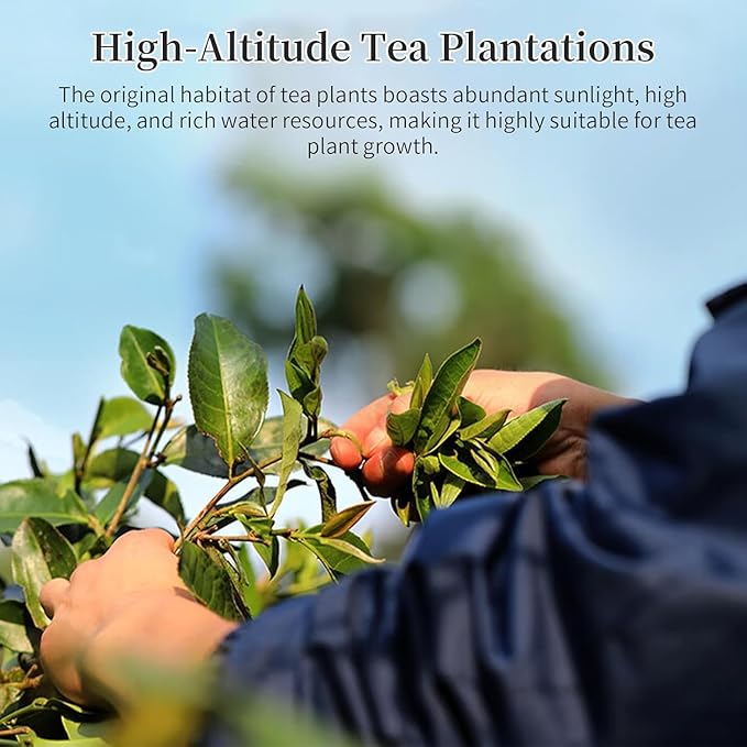 Yuexi Puer Tea Pu-erh Chinese Pu'er Premium Pu erh Tea Yunnan Puerh 500g Ancient Tree Black 普洱茶 典藏普洱茶砖