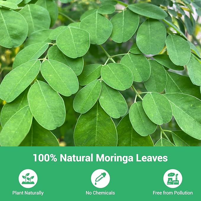 Moringa Tea, 100% Pure & Natural Moringa Leaves Herbal Tea Bags, Supporting Digestion & Immune System, Additive Free, Sugar Free, Non-GMO (50 Bags/1 Pack)