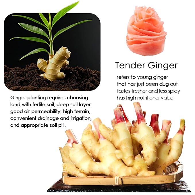 YUHO Pickled Sushi Ginger, Japanese Pink Gari Sushi Ginger Fat Free, Sugar Free, Kosher, BRC, No MSG, Low cal– 2 Jars of 12 oz