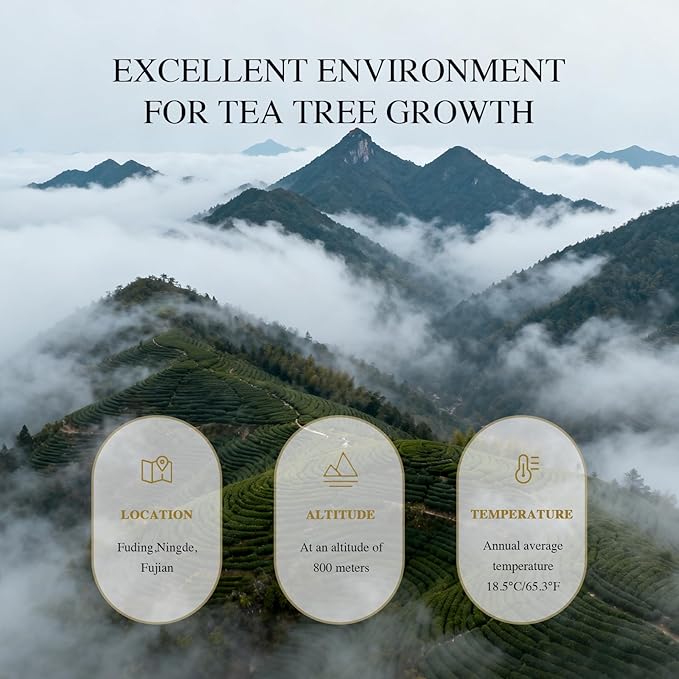 White Tea Gift Box, 2019 Harvest Organic Fermented Loose Leaf White Tea, Fuzheng Hao - Premium Elegant Packaging for Holiday Gifting & Daily Drinking