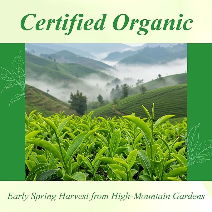 WT WEETEE Organic Green Tea Loose Leaf 228G, 110+ Cups Yunnan Floral Green Tea | High-Mountain Spring Harvest | Clean, Fresh & Smooth | No Bitterness