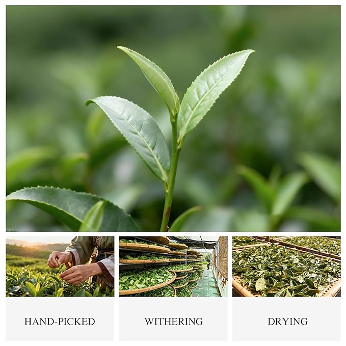 White Tea Gift Box, 2019 Harvest Organic Fermented Loose Leaf White Tea, Fuzheng Hao - Premium Elegant Packaging for Holiday Gifting & Daily Drinking