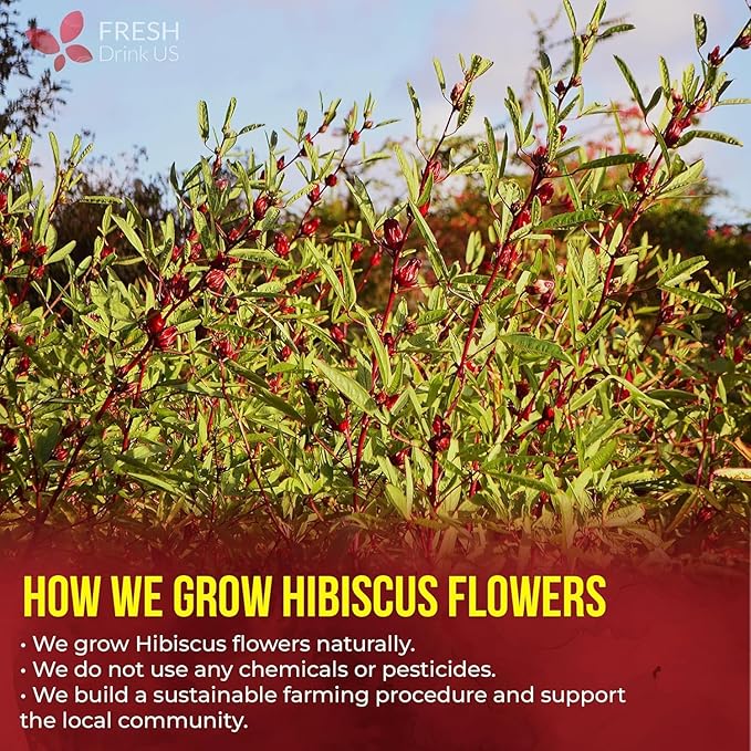 FRESHDRINKUS 140 Hibiscus Flowers Tea Bags, 100% Natural, Pure from Hibiscus Flowers. Loose Flower Hibiscus Herbal Tea. Hibiscus Flower Tea. No Sugar, No Caffeine, No Gluten, Vegan.