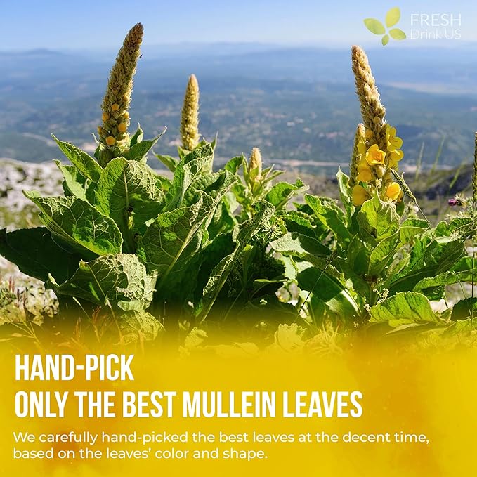 FreshDrinkUS, Premium 40 Mullein Leaf Tea Bags For Lung, 100% Natural & Pure from Mullein Leaves. Loose Leaf Mullein Herbal Tea. Made with Natural Material Tea Bags. No Sugar, No Caffeine, No Gluten, Vegan.