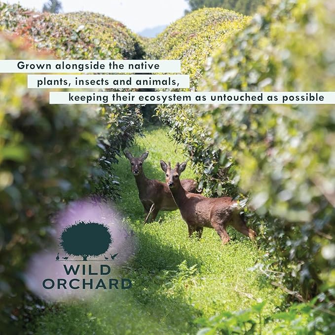 Wild Orchard Matcha Green for Lattes from Jeju Island - Premium Tea - 100% Regenerative Organic Certified - Premium Grade Matcha Green Tea Powder Cultivated on Jeju Island in South Korea