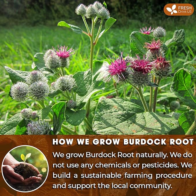 FreshDrinkUS, Premium 135 Burdock Root Tea Bags, 100% Natural & Pure. Made with Natural Material Tea Bags. No Sugar, No Caffeine, No Gluten, Vegan.