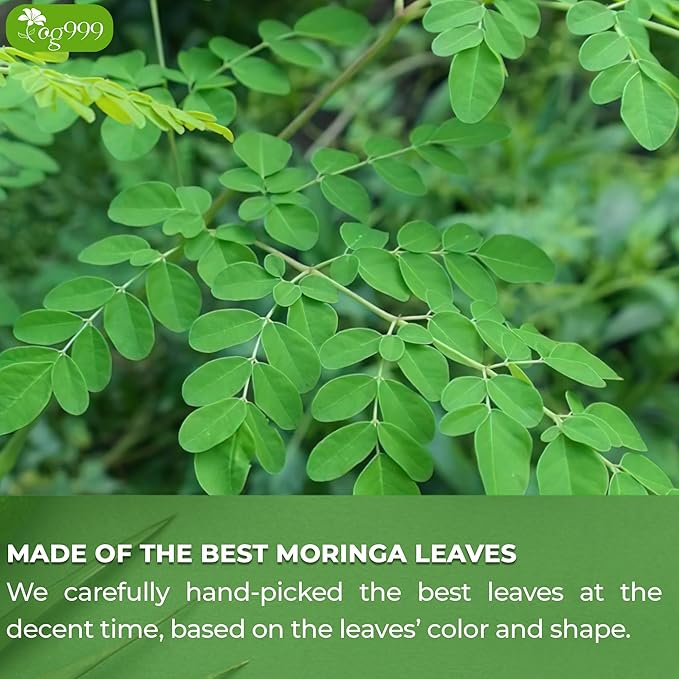 TOG999, Premium 60 Moringa Leaf Tea Bags, 100% Natural & Pure. Loose Leaf Moringa Herbal Tea. No Sugar, No Caffeine, No Gluten, Vegan.