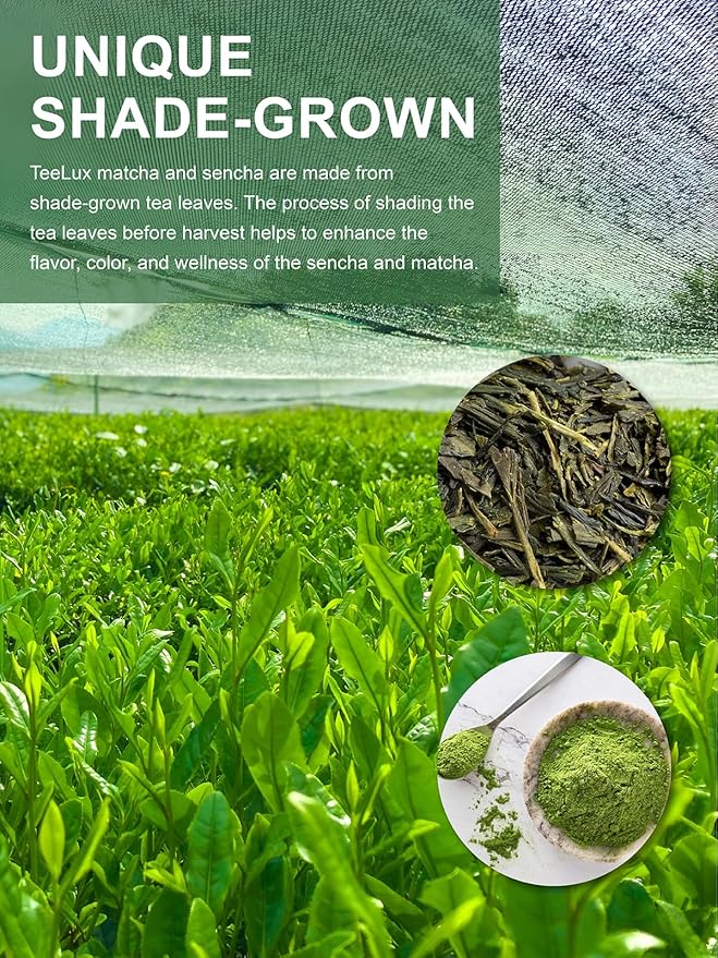 TeeLux Matcha Green Tea Bags, Classic Premium Japanese Matcha + Sencha Green Tea, Super Antioxidant, Zero Calories, Caffeinated, 100 Count