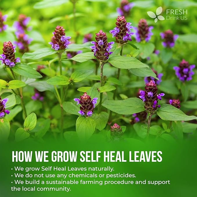 FreshDrinkUS, Premium Self Heal Leaves Tea | 75 Tea Bags | Premium Dried Self Heal Herb for Herbal Tea – Naturally Caffeine-Free, Clean & Convenient Tea Bags. Sugar-Free. Vegan