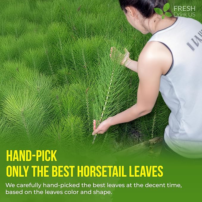 FreshDrinkUS, Premium 30 Horsetail Leaf Tea Bags, 100% Natural & Pure from Horsetail Loose Leaves Herbal Tea. Made with Natural Material Tea Bags. No Sugar, No Caffeine, No Gluten, Vegan.