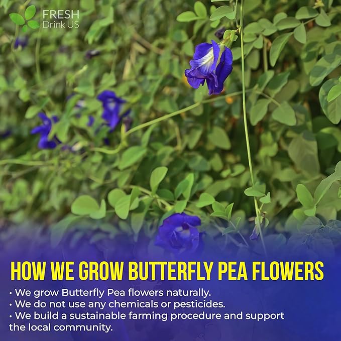FreshDrinkUS, Premium 100 Blue Butterfly Pea Flowers Tea Bags, 100% Natural and Pure from Butterfly Pea Flowers, Made With Natural Material Tea Bag, No Sugar, No Caffeine, No Gluten, Vegan