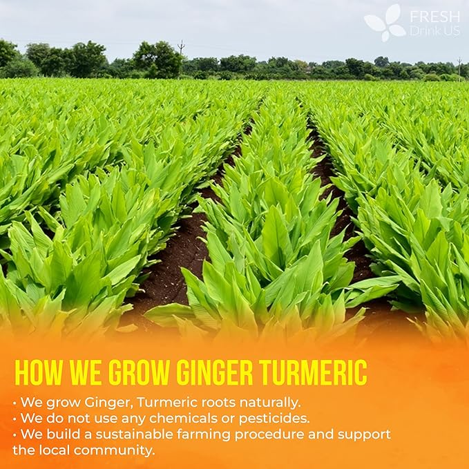 FreshDrinkUS, Premium 135 Ginger Turmeric Tea Bags, 100% Natural Ingredients, Hand-made Blend of Ginger and Turmeric Herbal Tea, Eco-conscious Tea Bags. No Sugar, No Caffeine, No Gluten, Vegan.