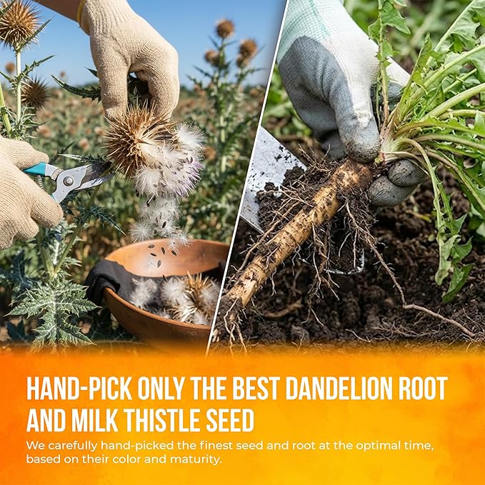 FreshDrinkUS, Premium Dandelion Milk Thistle Herbal Tea | 135 Tea Bags | Herbal Blend with Dandelion Root & Milk Thistle Seed – Clean Plant-Based Daily Tea, Naturally Caffeine Free. Sugar Free. Vegan