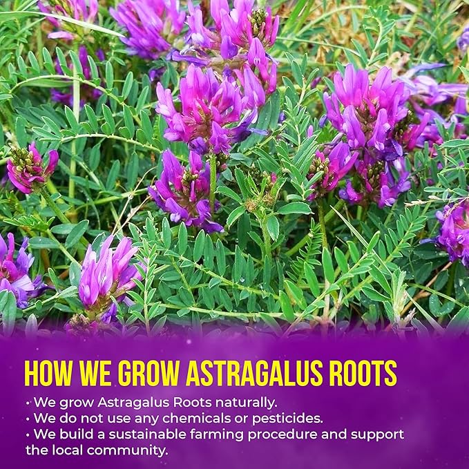 FreshDrinkUS, Premium 8oz Dried Astragalus Root Slices – 100% Natural Astragalus Root for Herbal Tea & Traditional Beverages – Natural, Clean Cut, No Additives. No Preservatives. Vegan