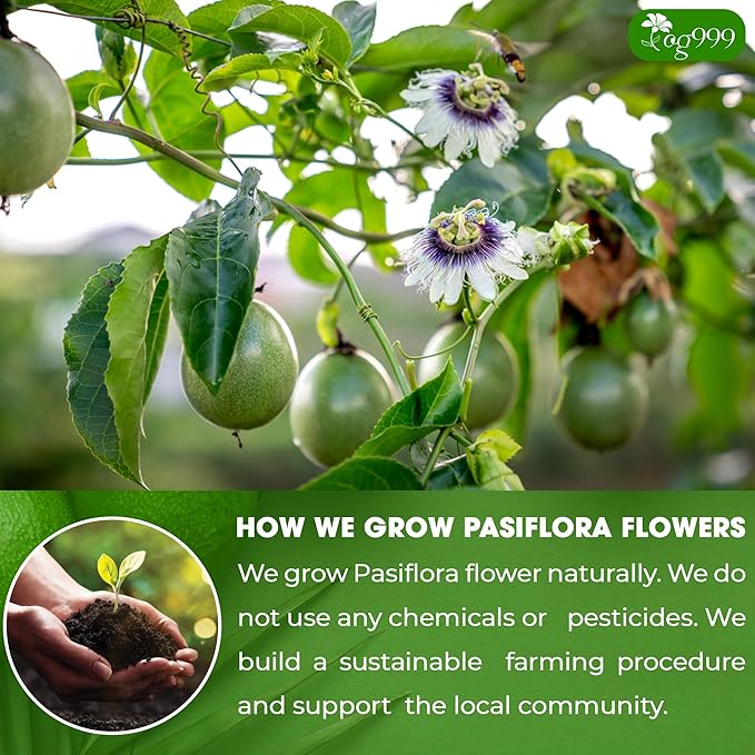 TOG999, Premium 120 Pasiflora Pasion Flower Tea Bags, 100% Natural & Pure Pasiflora Passion Flower, Herbal Tea. No Sugar, No Caffeine, No Gluten, Vegan.