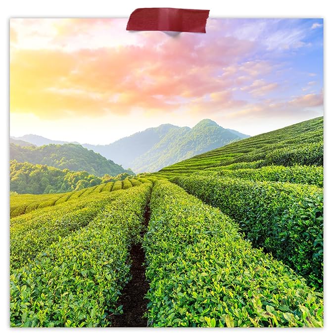 Fermentaholics Dragonwell Green Tea, Longjing – 2 oz – USDA Certified Organic, Kosher Loose Leaf Tea