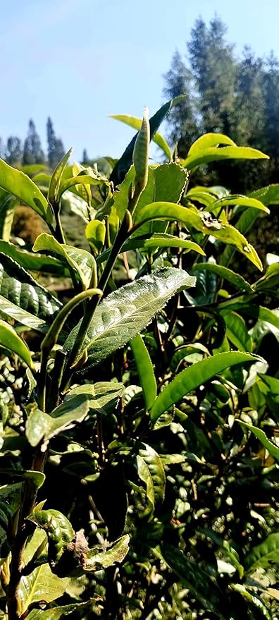 Premium Pu-erhTea，pu erh leaf，ripe tea7.05oz/200g-云南陈年普洱熟茶（ Pu-erh Tea Chunks)