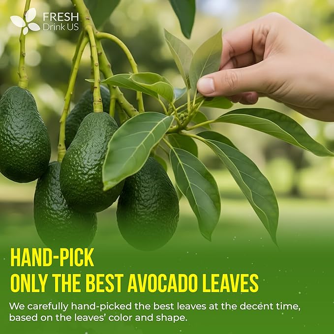 FreshDrinkUS, 120 Avocado Leaves - Loose Leaf - Premium Avocado Leaf Herbal Tea, Caffeine Free Botanical Tea Leaves for Hot or Iced Tea – Natural, Aromatic & Fresh Avocado Leaves