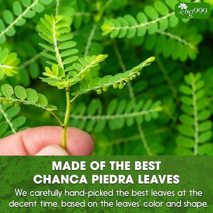 TOG999, Premium 60 Chanca Piedra Leaf Tea Bags, 100% Natural & Pure from Chanca Piedra Leaves. Loose Leaf Chanca Piedra Herbal Tea. Made with Natural Material Tea Bags. No Sugar, No Caffeine, No Gluten, Vegan.