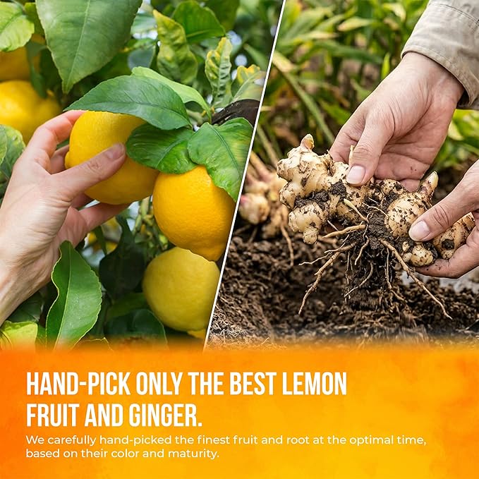 FreshDrinkUS, Premium 150 Lemon Ginger Tea Bags, 100% Natural Ingredients, Hand-made Blend of Lemon and Ginger, Eco-conscious Tea Bags. No Sugar, No Caffeine, Vegan.