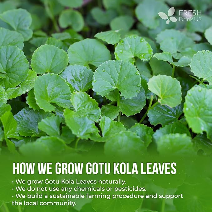 FreshDrinkUS, Premium Gotu Kola Leaves (Centella asiatica) | 8 oz Dried Loose Leaf | Naturally Mild & Earthy Herbal Tea – Premium Quality Leaves. Sugar-Free. Caffeine-Free. Vegan