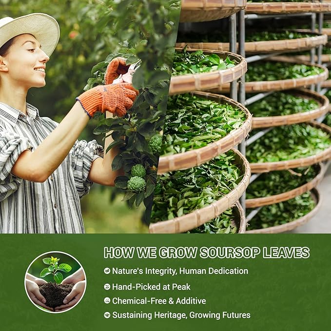 Soursop Tea, 100% Natural Soursop Leaves Tea Bags for Digestion, Immunity, Sleep Support & Healthy Skin, Caffeine Free, No Additives (80 Bags/2 Pack)