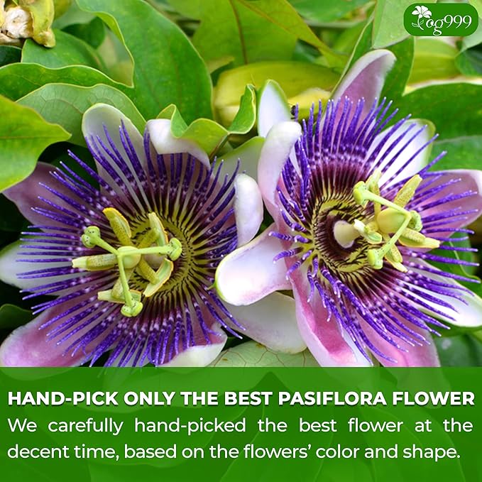 TOG999, Premium 120 Pasiflora Pasion Flower Tea Bags, 100% Natural & Pure Pasiflora Passion Flower, Herbal Tea. No Sugar, No Caffeine, No Gluten, Vegan.