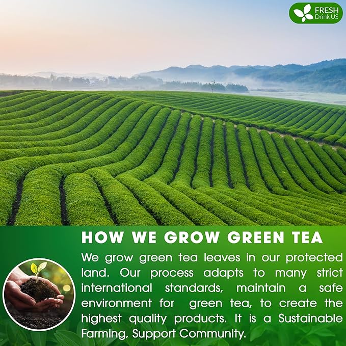 FreshDrinkUS, Premium 175 Green Tea Bags, 100% Natural & Pure from Green Tea Leaves. Loose Leaf Green Tea Herbal Tea. Made with Natural Material Tea Bags. No Sugar, No Caffeine, No Gluten, Vegan.