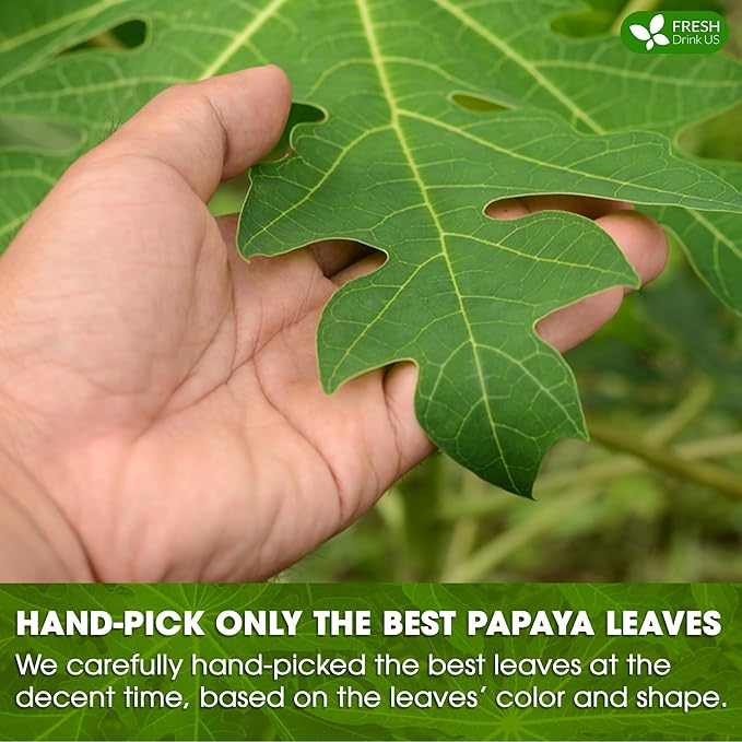FreshDrinkUS, Premium 4oz Papaya Leaves For Tea, 100% Natural & Pure from Papaya Leaves. Loose Leaf Herbal Tea. Made with Natural Material Tea Bags. No Sugar, No Caffeine, No Gluten, Vegan.