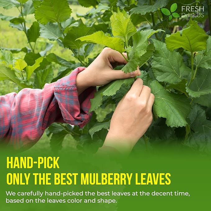 FreshDrinkUS, Premium 120 Mulberry Leaf Tea Bags, 100% Natural & Pure from Mulberry Leaves. Loose Leaf Herbal Tea. Made with Natural Material Tea Bags. No Sugar, No Caffeine, No Gluten, Vegan.