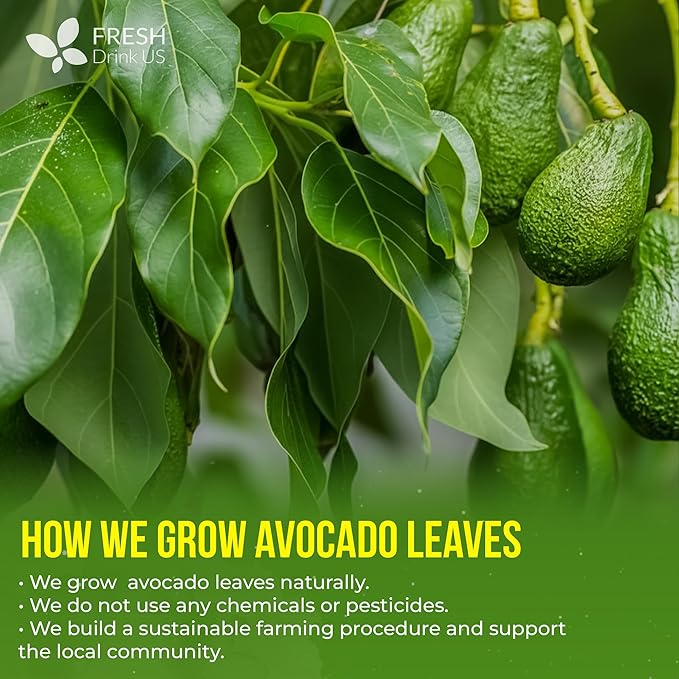 FreshDrinkUS, 120 Avocado Leaves - Loose Leaf - Premium Avocado Leaf Herbal Tea, Caffeine Free Botanical Tea Leaves for Hot or Iced Tea – Natural, Aromatic & Fresh Avocado Leaves