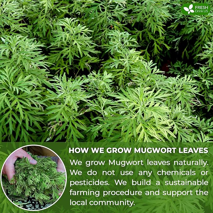 FreshDrinkUS, Premium 60 Mugwort Leaf Tea Bags, 100% Natural and Pure Mugwort Leaves. No Sugar, No Caffeine, No Gluten, Vegan.