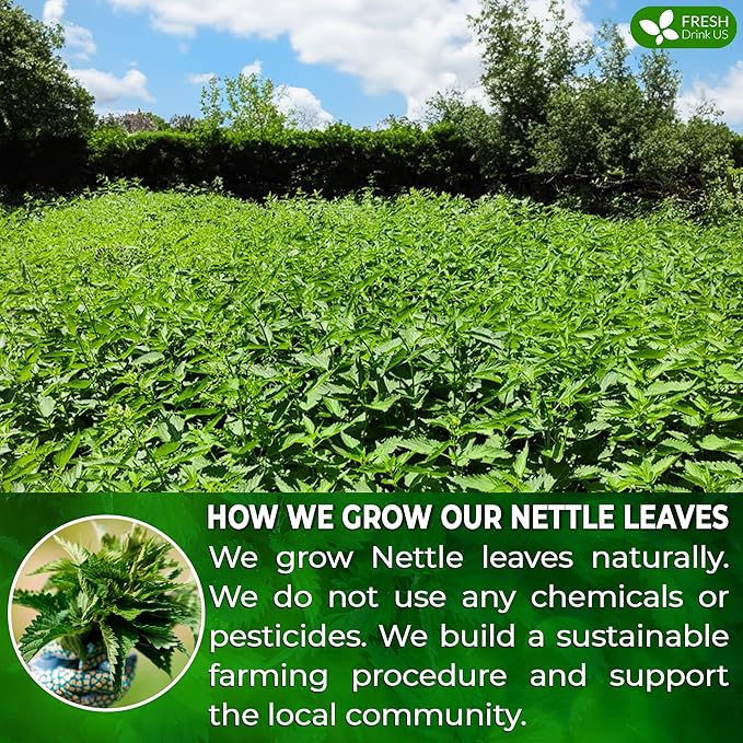 FreshDrinkUS, Premium 75 Nettle Leaf Tea Bags, 100% Natural & Pure, Stinging Nettle Leaf Tea, Burn Nettle, Stinging Nettle, Stinger Tea, No Sugar/Caffeine/Gluten, Vegan