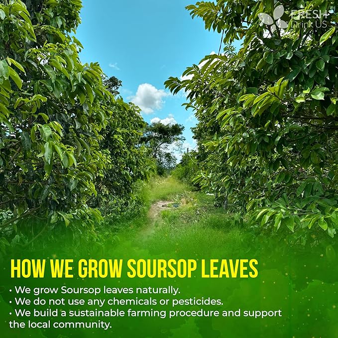 FreshDrinkUS, 330-350 Premium Soursop Dried Leaves Tea, 115 Cups, Hojas De Guanabana Whole Leaves, Wildcrafted, Graviola, Soursop, Guanabana Tea, Loose Leaf Herbal Tea, Gluten/Sugar/Caffeine Free