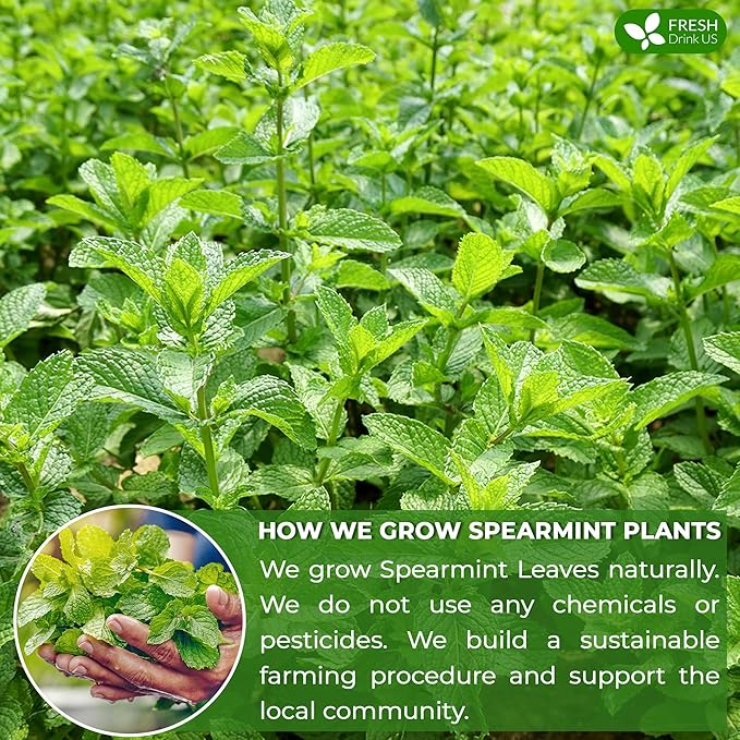 FreshDrinkUS, Premium 135 Spearmint Tea Bags, 100% Natural & Pure from Spearmint Leaves. Loose Leaf Spearmint Herbal Tea. Made with Natural Material Tea Bags. No Sugar, No Caffeine, No Gluten, Vegan.