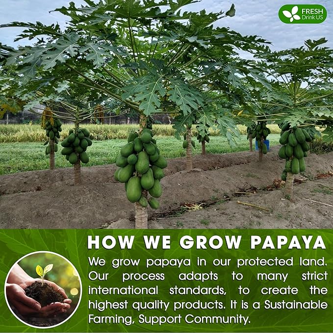 FreshDrinkUS, Premium 4oz Papaya Leaves For Tea, 100% Natural & Pure from Papaya Leaves. Loose Leaf Herbal Tea. Made with Natural Material Tea Bags. No Sugar, No Caffeine, No Gluten, Vegan.