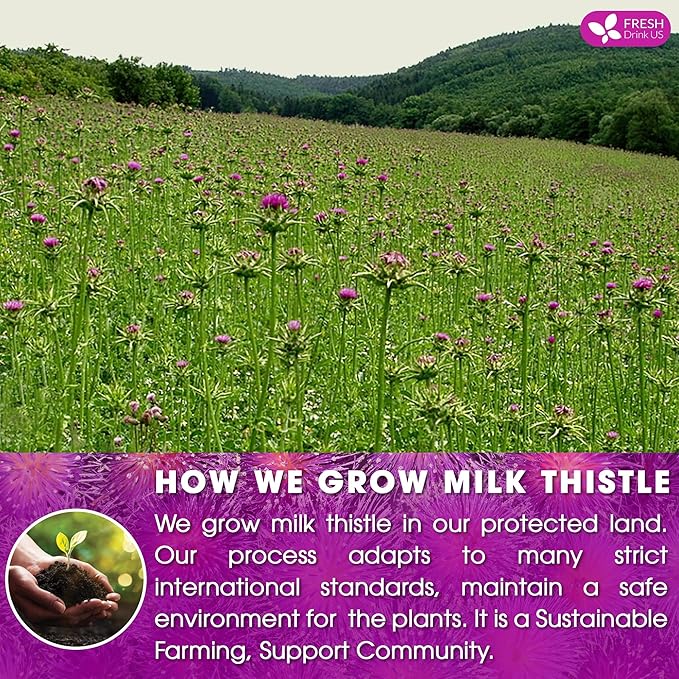 FreshDrinkUS, Premium 205 Milk Thistle Tea Bags, 100% Natural & Pure from Milk Thistle Seeds. Milk Thistle Seed Herbal Tea. Made with Natural Material Tea Bags. No Sugar, No Caffeine, No Gluten, Vegan.