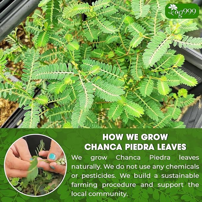 TOG999, Premium 60 Chanca Piedra Leaf Tea Bags, 100% Natural & Pure from Chanca Piedra Leaves. Loose Leaf Chanca Piedra Herbal Tea. Made with Natural Material Tea Bags. No Sugar, No Caffeine, No Gluten, Vegan.
