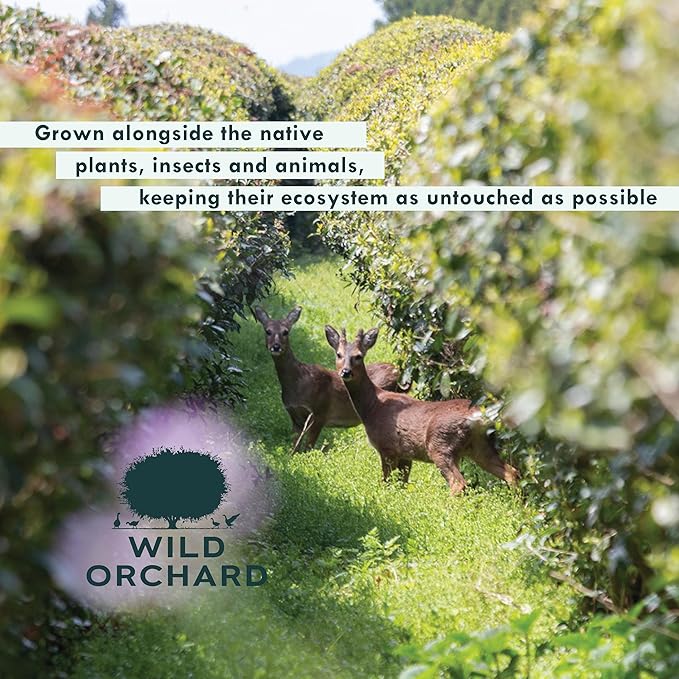 Wild Orchard Premium Green Tea - 100% Regenerative Organic Certified - Loose Leaf - USDA Organic - Sustainably & Regeneratively Cultivated on Jeju Island in South Korea - (Spring Green)