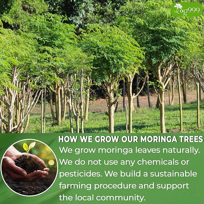 TOG999, Premium 60 Moringa Leaf Tea Bags, 100% Natural & Pure. Loose Leaf Moringa Herbal Tea. No Sugar, No Caffeine, No Gluten, Vegan.