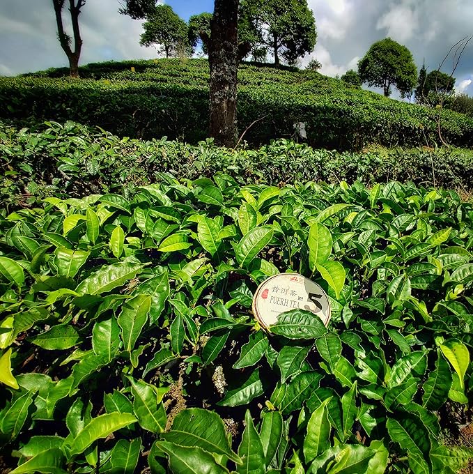 Jinglong Tea Factory - Puerh Tea No5 (80 Cups) Ripe Pu-erh Tea Mini Cake (7.1 Ounce)